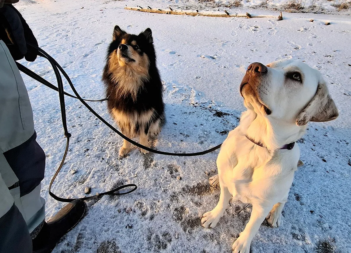 Hundar på promenad